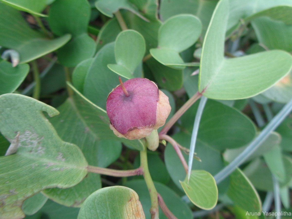 Ipomoea pes-caprae (L.) R.Br.